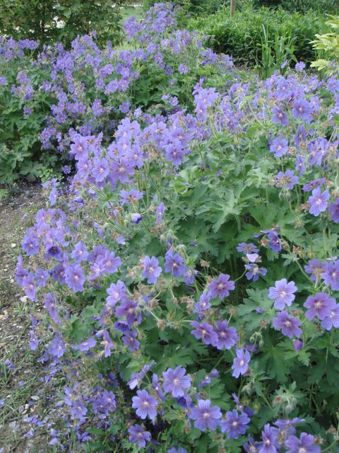 Geranium magnificum